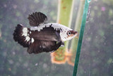 Black   Samurai Plakat Male Betta (ID#801-M320) Free2Day SHIPPING