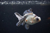 Butterfly  Calico 3.5 Inch (ID#321B8b-34) Free2Day SHIPPING