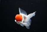 Thai Oranda  Red Cap 4.5 Inch (ID#1126To13a-50) Free2Day SHIPPING