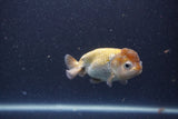Ranchu  Lavender 3.5 Inch (ID#211R8c-70) Free2Day SHIPPING