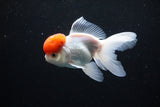 Thai Oranda  Red Cap 4.5 Inch (ID#1126To13a-50) Free2Day SHIPPING