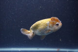 Ranchu  Lavender 3.5 Inch (ID#211R8c-70) Free2Day SHIPPING