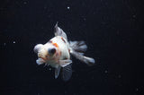 Butterfly  Calico 3.5 Inch (ID#321B8b-34) Free2Day SHIPPING