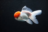 Thai Oranda  Red Cap 4.5 Inch (ID#1126To13a-50) Free2Day SHIPPING