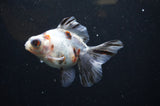Butterfly  Calico 3.5 Inch (ID#321B8b-34) Free2Day SHIPPING