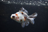 Butterfly  Calico 3.5 Inch (ID#321B8b-34) Free2Day SHIPPING