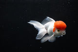 Thai Oranda  Red Cap 4.5 Inch (ID#1126To13a-50) Free2Day SHIPPING