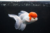 Thai Oranda  Red Cap 4.5 Inch (ID#1126To13a-50) Free2Day SHIPPING