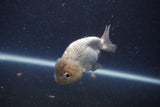 Ranchu  Lavender 3 Inch (ID#211R8c-71) Free2Day SHIPPING