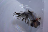 Butterfly  Calico 3.5 Inch (ID#321B8b-34) Free2Day SHIPPING