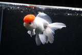 Thai Oranda  Red Cap 4.5 Inch (ID#1126To13a-50) Free2Day SHIPPING