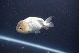 Ranchu  Lavender 3 Inch (ID#211R8c-71) Free2Day SHIPPING