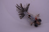Butterfly  Calico 3.5 Inch (ID#321B8b-34) Free2Day SHIPPING
