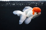 Thai Oranda  Red Cap 4.5 Inch (ID#1126To13a-50) Free2Day SHIPPING