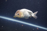 Ranchu  Lavender 3 Inch (ID#211R8c-71) Free2Day SHIPPING