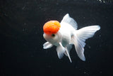 Thai Oranda  Red Cap 4.5 Inch (ID#1126To13a-50) Free2Day SHIPPING