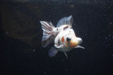 Butterfly  Calico 4 Inch (ID#321B8b-35) Free2Day SHIPPING