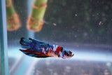 Candy Galaxy  Koi Plakat Male Betta (ID#801-M322) Free2Day SHIPPING