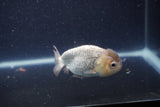 Ranchu  Lavender 3 Inch (ID#211R8c-71) Free2Day SHIPPING