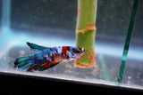 Candy Galaxy  Koi Plakat Male Betta (ID#801-M322) Free2Day SHIPPING