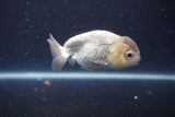 Ranchu  Lavender 3 Inch (ID#211R8c-71) Free2Day SHIPPING