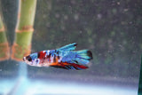 Candy Galaxy  Koi Plakat Male Betta (ID#801-M322) Free2Day SHIPPING