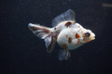 Butterfly  Calico 4 Inch (ID#321B8b-35) Free2Day SHIPPING