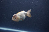 Ranchu  Lavender 3.5 Inch (ID#211R8c-72) Free2Day SHIPPING Please See Notes