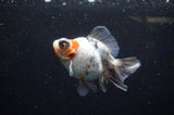 Butterfly  Calico 4 Inch (ID#321B8b-35) Free2Day SHIPPING