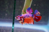 Nemo Galaxy  Koi Plakat Male Betta (ID#801-M323) Free2Day SHIPPING