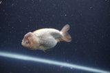 Ranchu  Lavender 3.5 Inch (ID#211R8c-72) Free2Day SHIPPING Please See Notes