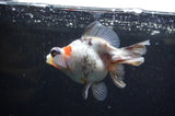 Butterfly  Calico 4 Inch (ID#321B8b-35) Free2Day SHIPPING