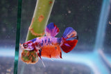 Nemo Galaxy  Koi Plakat Male Betta (ID#801-M323) Free2Day SHIPPING