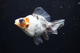 Butterfly  Calico 4 Inch (ID#321B8b-35) Free2Day SHIPPING