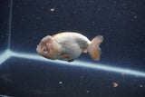 Ranchu  Lavender 3.5 Inch (ID#211R8c-72) Free2Day SHIPPING Please See Notes
