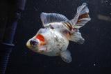 Butterfly  Calico 4 Inch (ID#321B8b-35) Free2Day SHIPPING