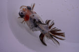 Butterfly  Calico 4 Inch (ID#321B8b-35) Free2Day SHIPPING