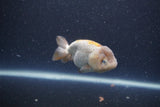 Ranchu  Lavender 3.5 Inch (ID#211R8c-72) Free2Day SHIPPING Please See Notes