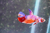 Nemo Galaxy  Koi Plakat Male Betta (ID#801-M323) Free2Day SHIPPING