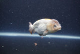 Ranchu  Lavender 3.5 Inch (ID#211R8c-72) Free2Day SHIPPING Please See Notes