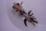 Butterfly  Calico 4 Inch (ID#321B8b-35) Free2Day SHIPPING