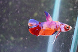 Nemo Galaxy  Koi Plakat Male Betta (ID#801-M323) Free2Day SHIPPING