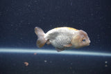 Ranchu  Lavender 3.5 Inch (ID#211R8c-72) Free2Day SHIPPING Please See Notes