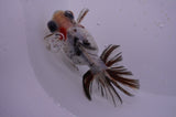 Butterfly  Calico 4 Inch (ID#321B8b-35) Free2Day SHIPPING