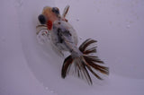 Butterfly  Calico 4 Inch (ID#321B8b-35) Free2Day SHIPPING