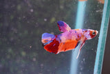 Nemo Galaxy  Koi Plakat Male Betta (ID#801-M323) Free2Day SHIPPING