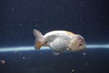 Ranchu  Lavender 3.5 Inch (ID#211R8c-72) Free2Day SHIPPING Please See Notes