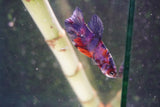 Nemo Galaxy  Koi Plakat Male Betta (ID#801-M324) Free2Day SHIPPING