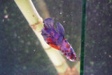 Nemo Galaxy  Koi Plakat Male Betta (ID#801-M324) Free2Day SHIPPING