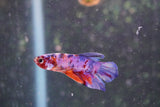 Nemo Galaxy  Koi Plakat Male Betta (ID#801-M324) Free2Day SHIPPING